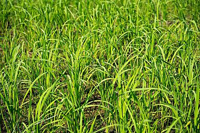 Qureate新作《爱怒流DAYS》今日登陆NS 支持中文